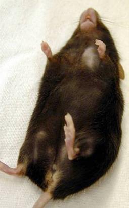 小鼠大学问我的小鼠秃了