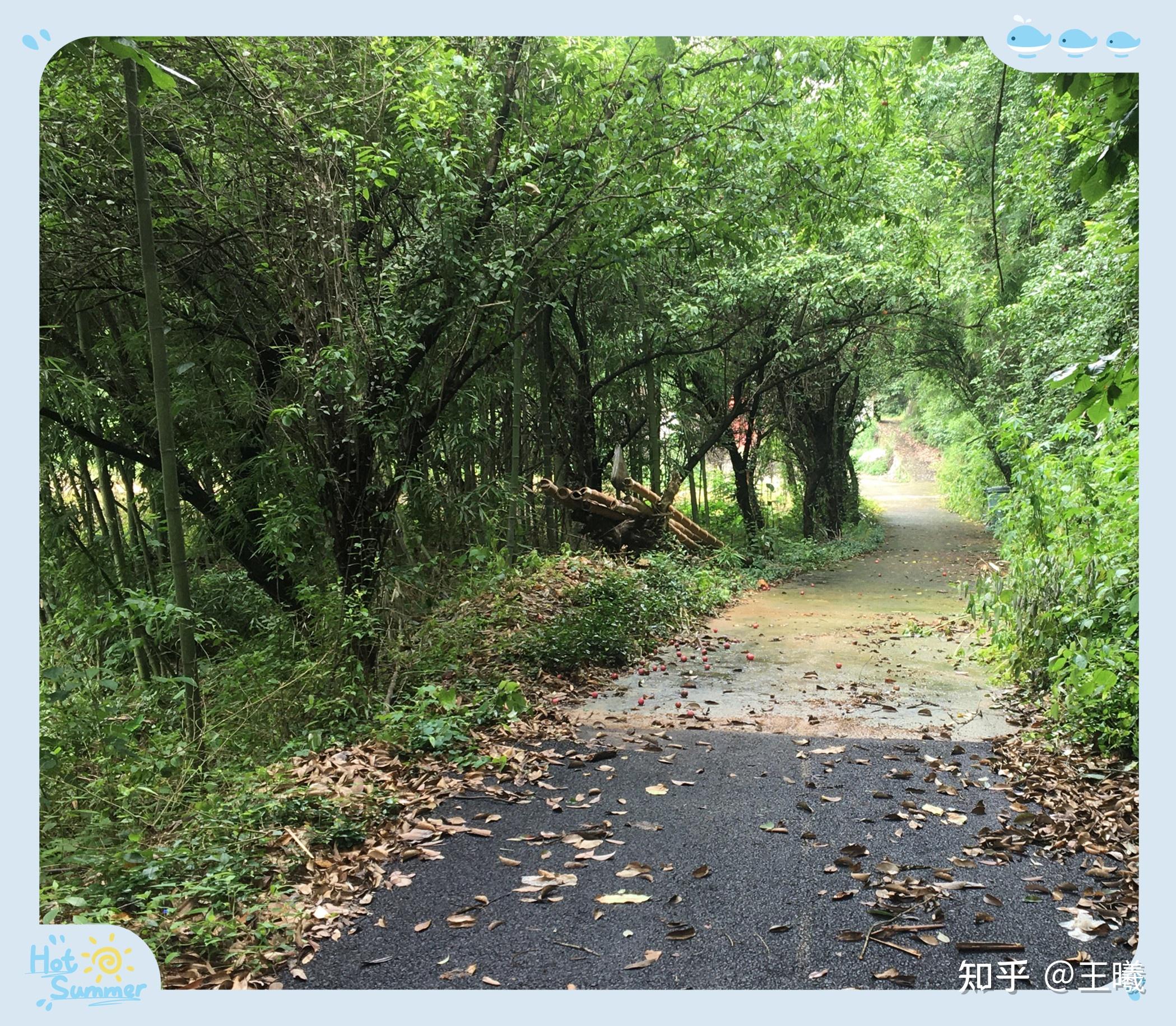 建德農村旅居記事——家門口的溪流(2) - 知乎