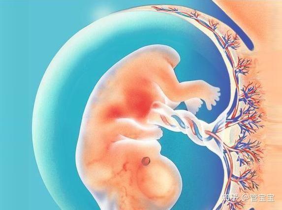 试管婴儿移植后怎么知道胚胎有没有着床