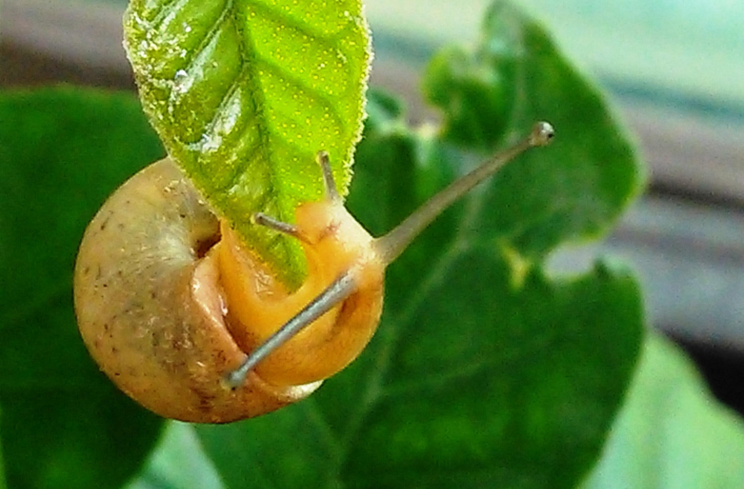 【美食】蜗牛—法国餐桌文化代表之一 - 知乎