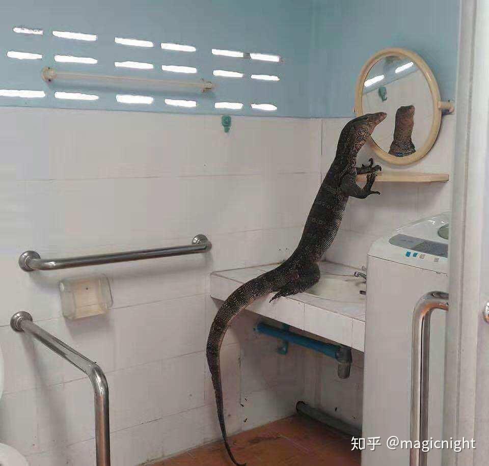 来泰国以后才知道的五十件事- 知乎