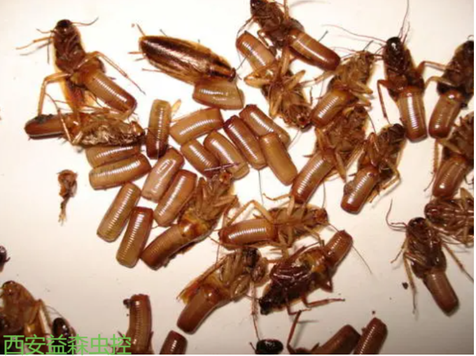 德国小蠊的三大特点