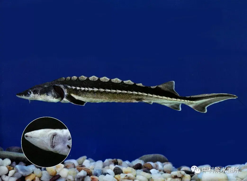 长江鲟:我是迷你版的中华鲟,虽然我这么小,长江这么大,却依然没有我的