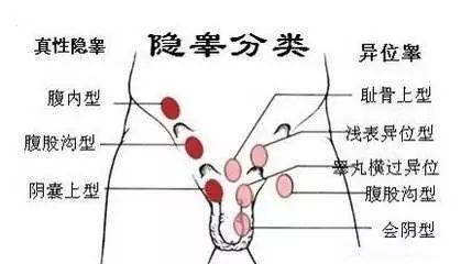 男孩睾丸发育过程图片