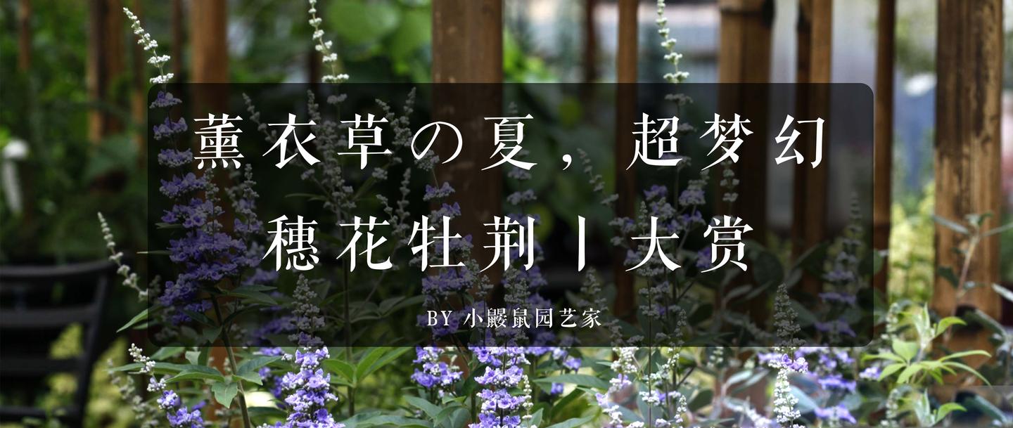 薰衣草の夏 超梦幻 穗花牡荆 6月7月8月能开这么好吗 知乎