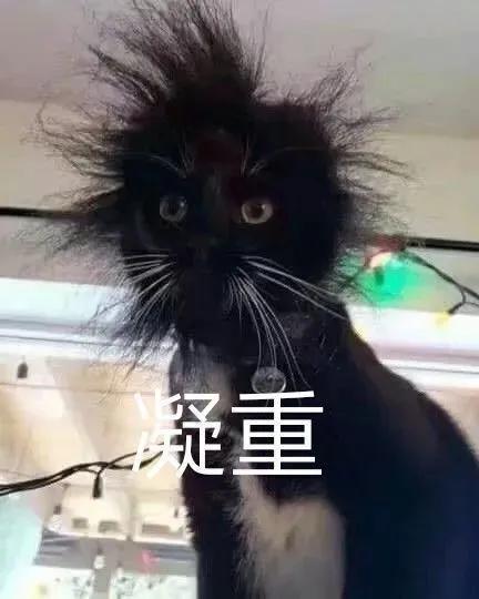 你见过长得最潦草最奇葩的猫咪可能就在这
