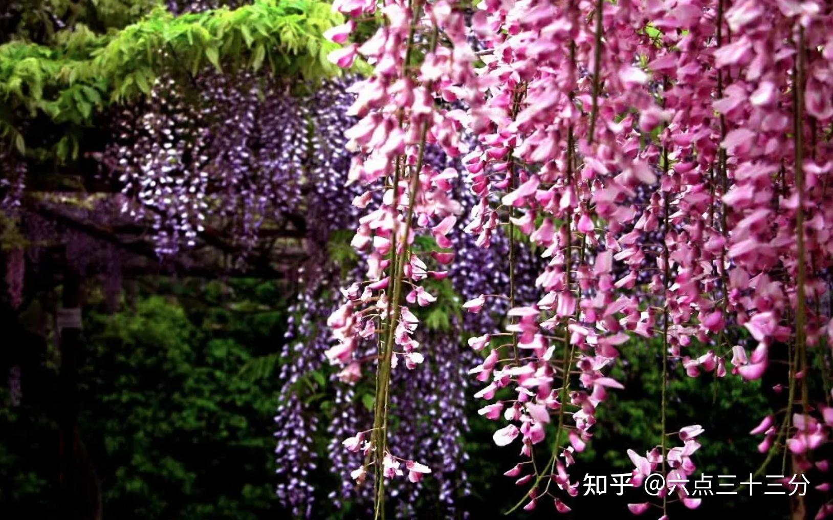 《紫藤萝瀑布》宗璞