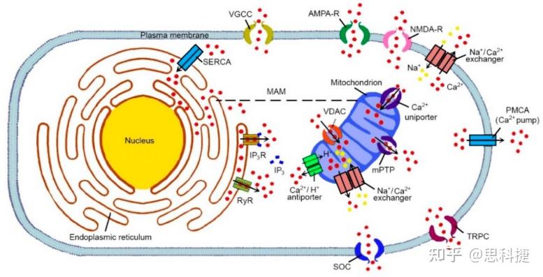 离子通道系列——钙离子 - 知乎