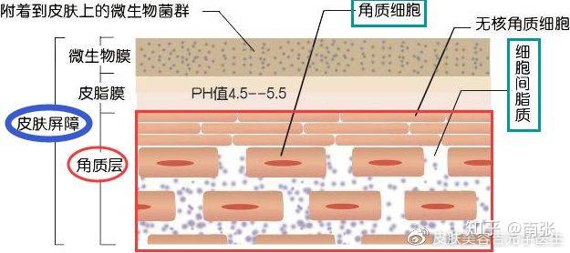 吉光宇科普关于皮肤屏障功能