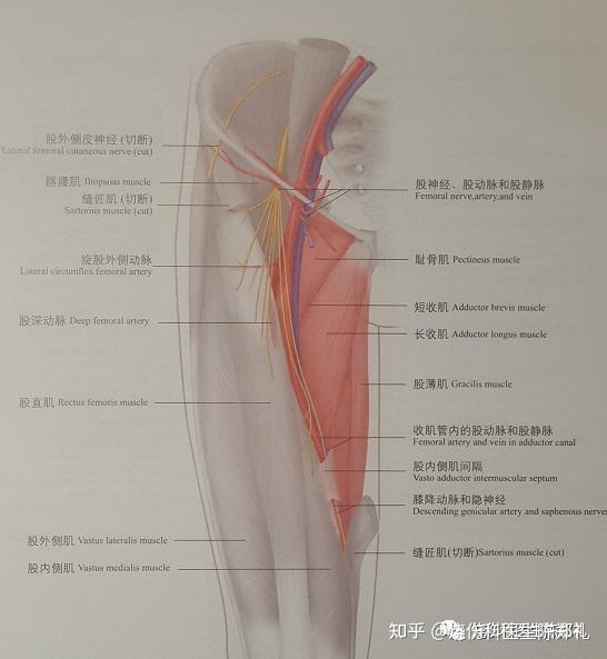 中心静脉穿刺置管术