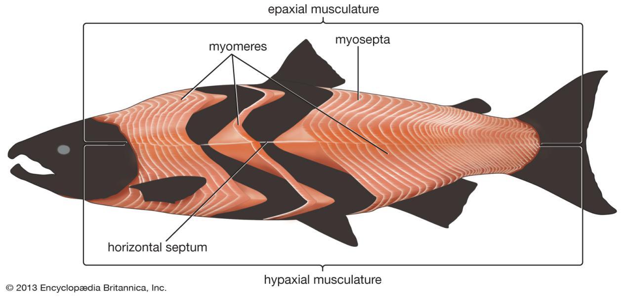 圖說肌肉系統muscularsystem脊椎動物