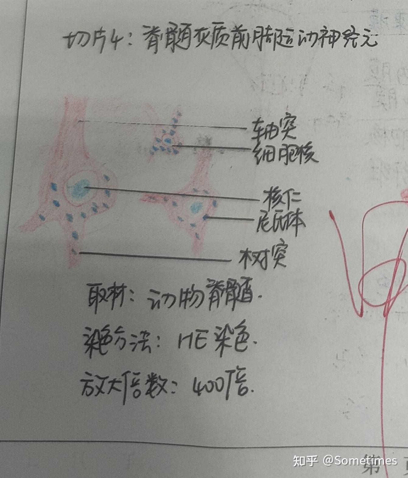 脊髓灰质红蓝铅笔图片