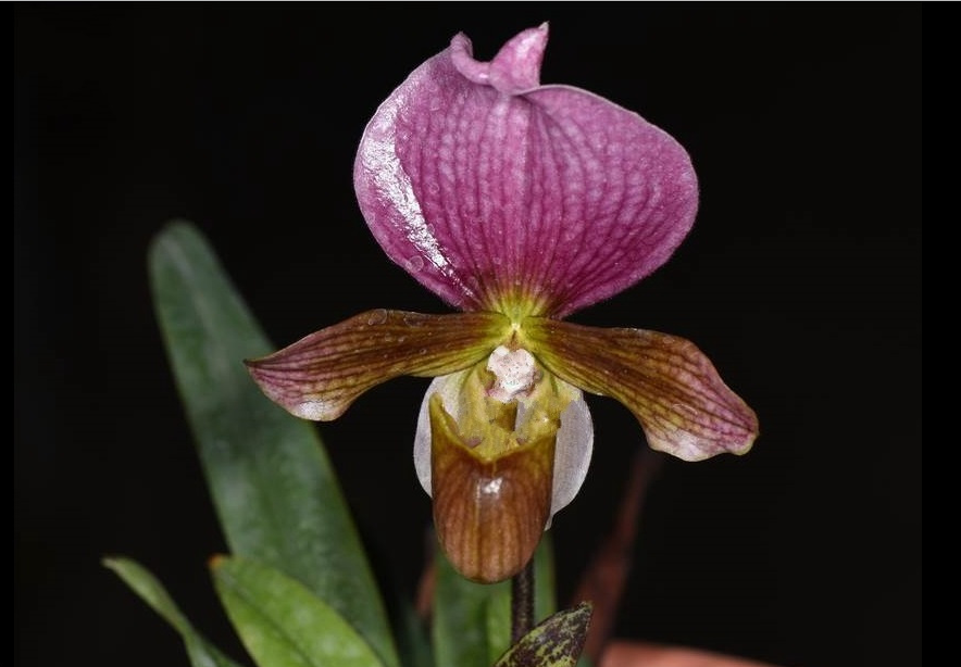 国家Ⅰ级濒危物种红旗兜兰的鉴赏辨识与保护现状