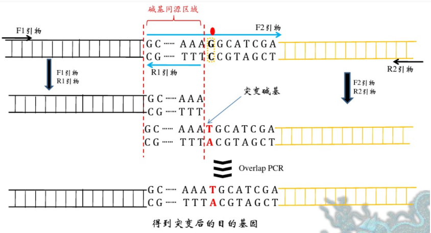 关于DNA定点突变的两种方法 - 知乎