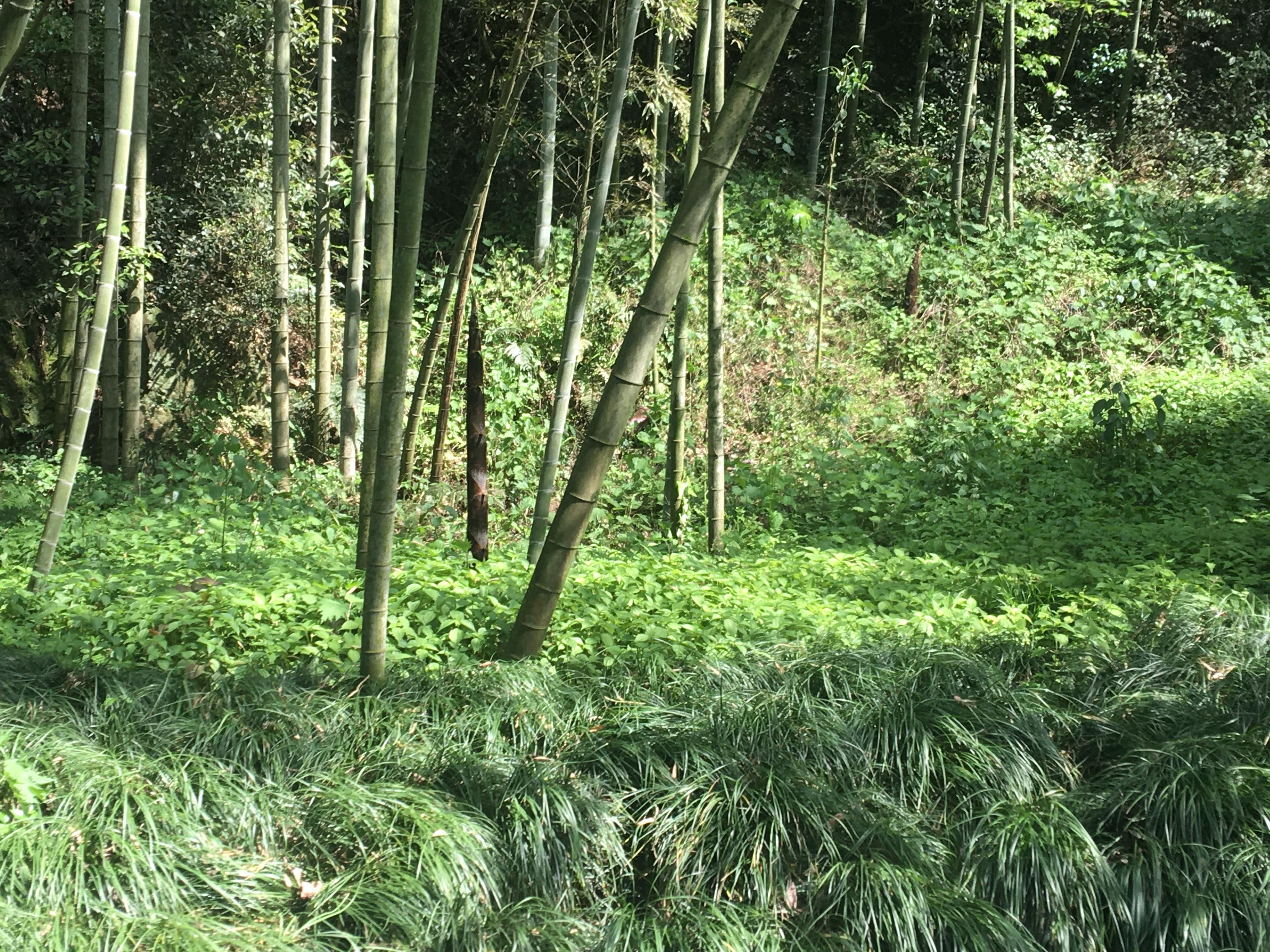 【浙江游记】杭州-梅家坞茶园——松轩竹径,药圃花蹊,茶园稻陌,竹坞梅溪 - 知乎