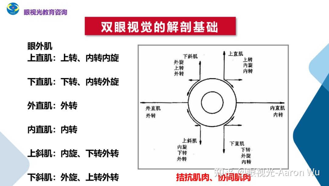 眼肌作用图片