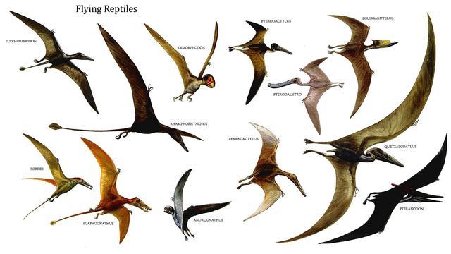 翼龙可以飞 为什么还是没逃过恐龙大灭绝呢 知乎