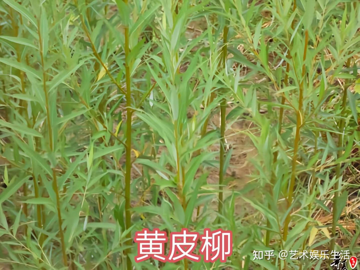 杨柳科植物有哪些 - 知乎