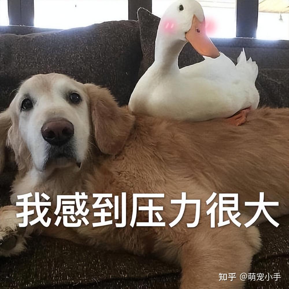 关于狗狗的10条“性知识”,别感到羞涩,知道越多越好! - 知乎