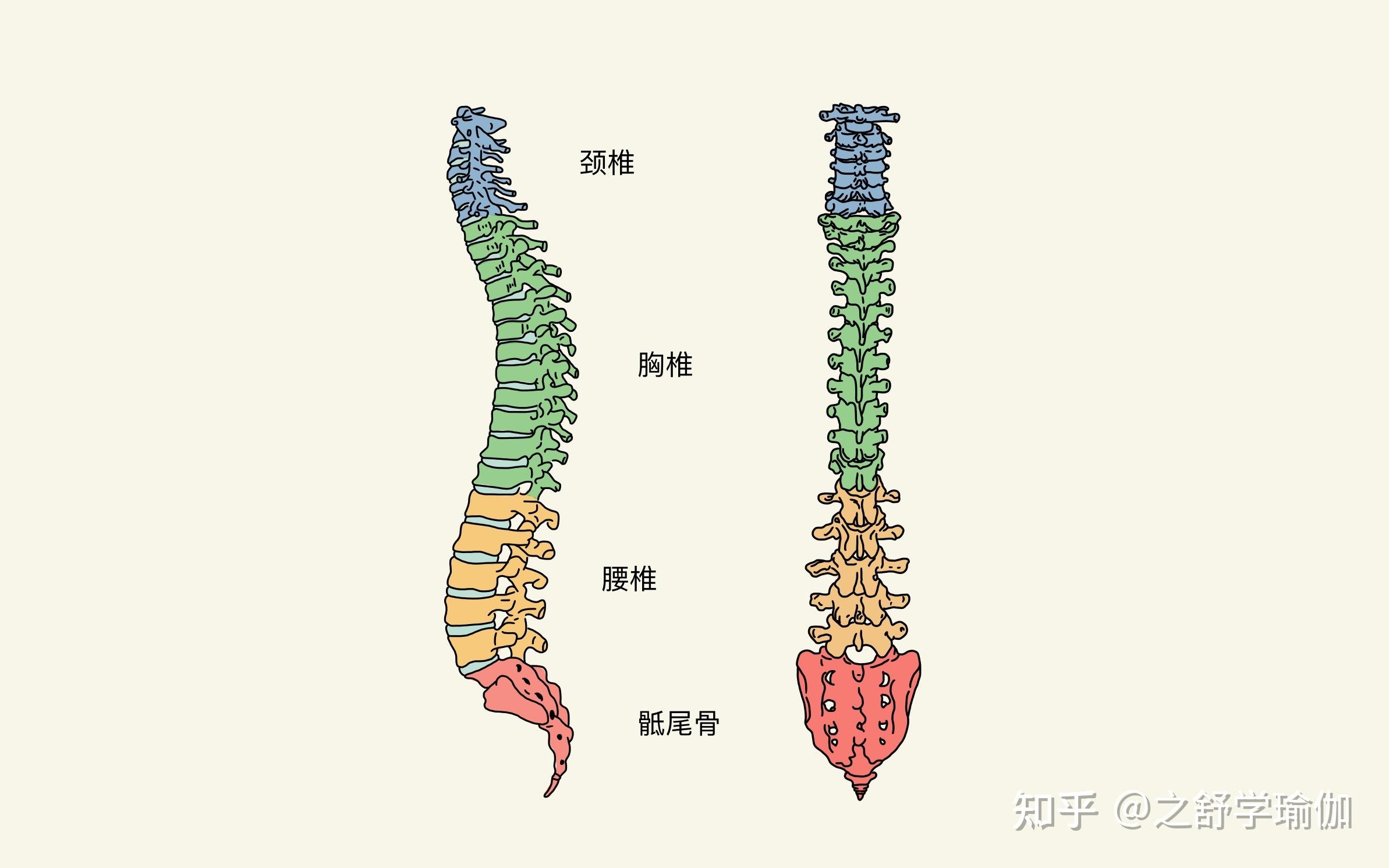 解剖中找到最恰当的扭转位