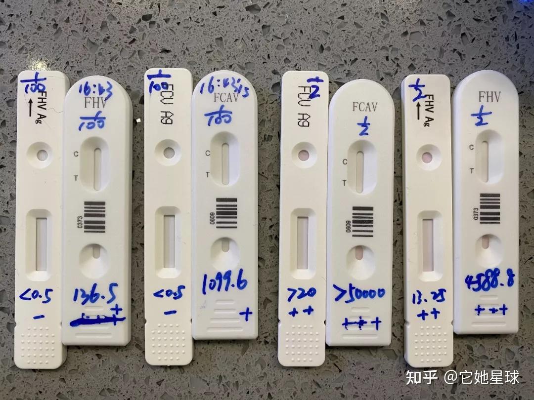 你想知道的猫疱疹症状和治疗方案,都在这里! - 知乎