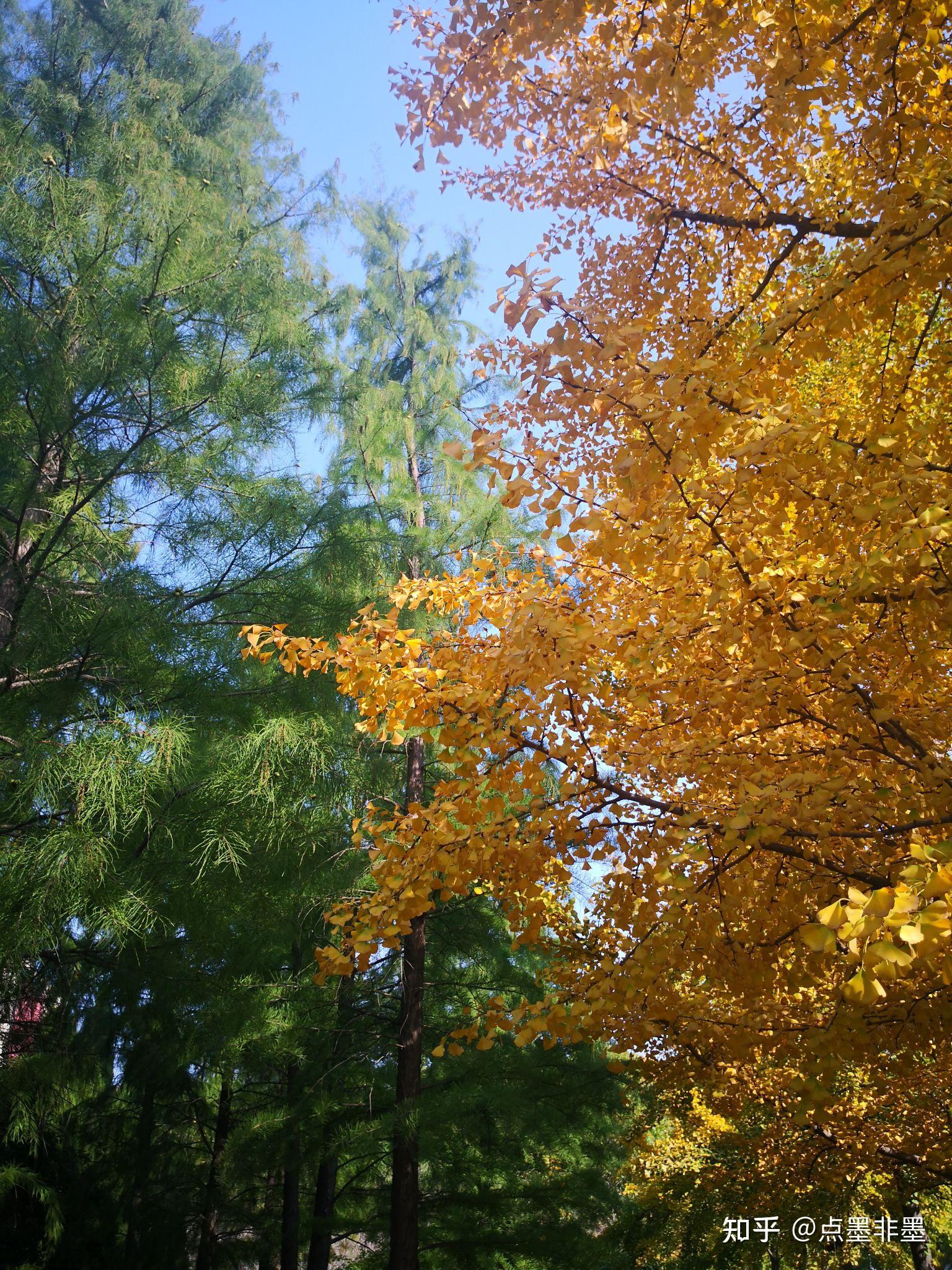 秋天的银杏树之一