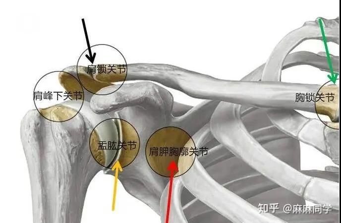 【麻塘科普】关于锁骨骨折,你应该要知道的事! 