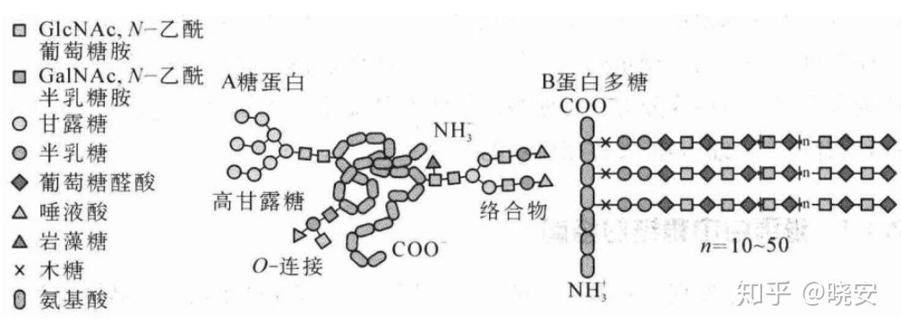 蛋白多糖也是一种糖蛋白,但其分子结构中含有很高比例的多糖