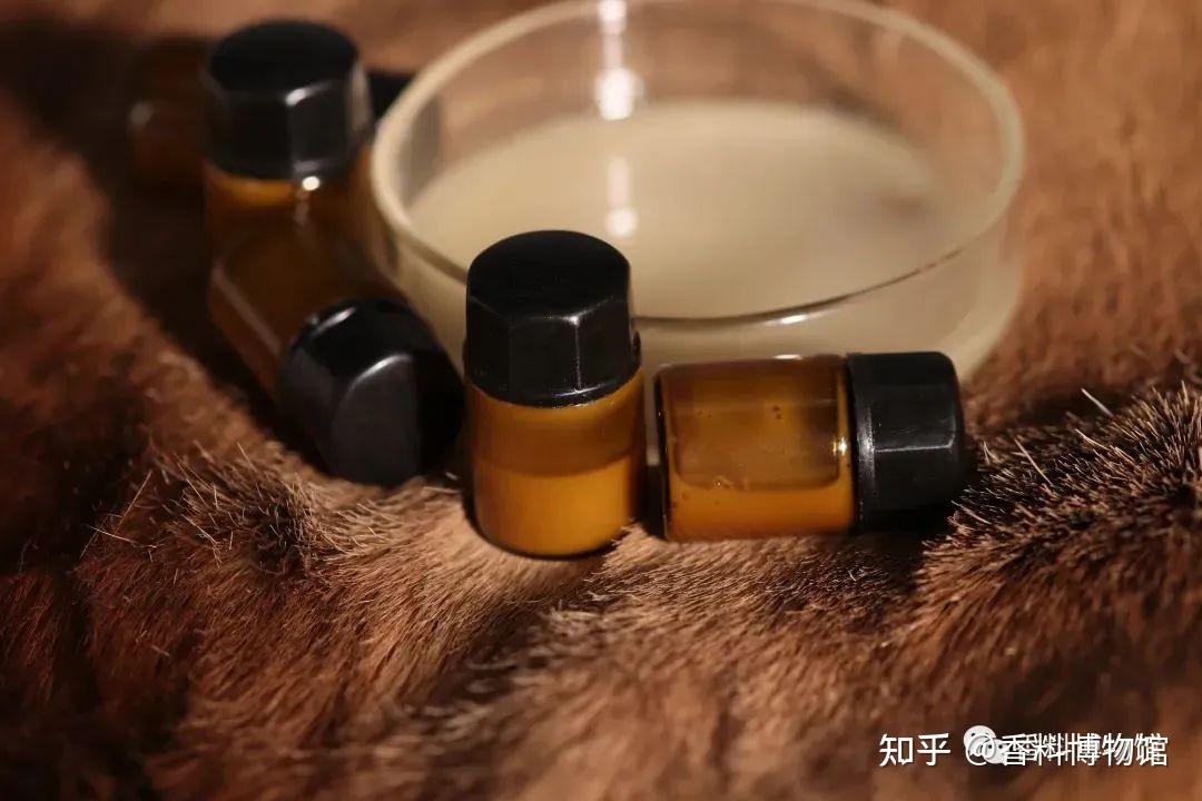 龙涎香一般是哪种动物的分泌物_龙涎香是哪个动物产生的_龙涎香是什么动物的分泌物