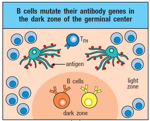 科普b细胞の养成之路七终