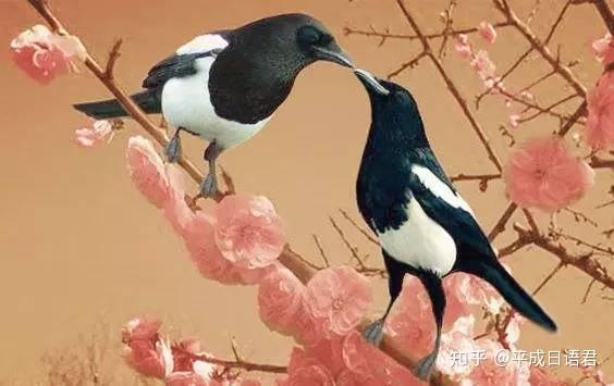 浅谈为什么中国遍地可见的喜鹊在日本却很少见