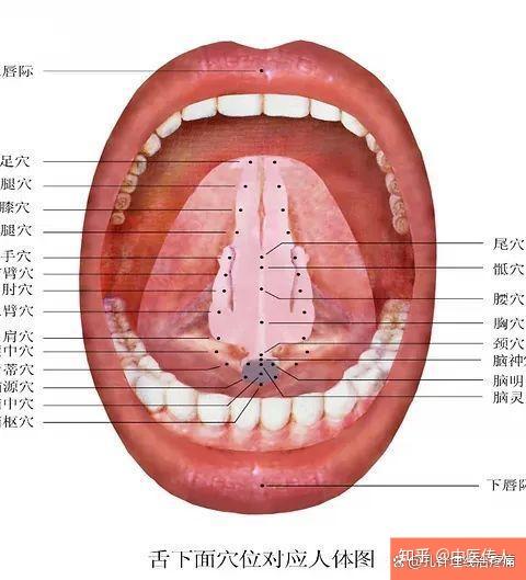 舌针二十四穴及临床应用