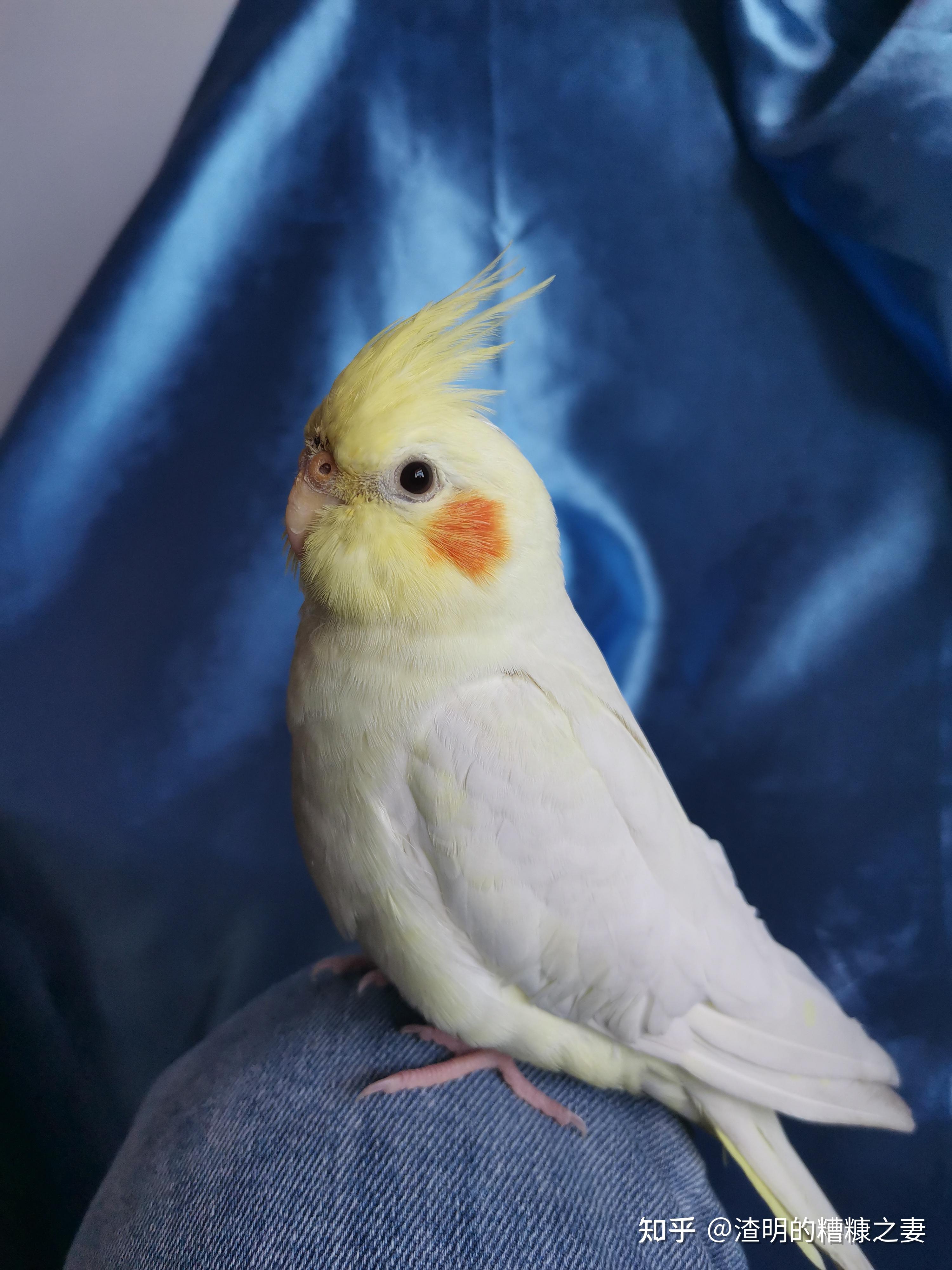 玄凤公的好还是母的好我想要亲人安静一点的