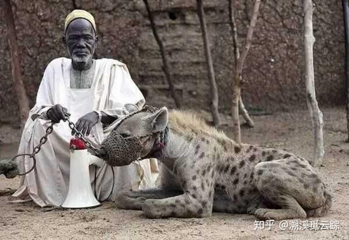 「斑鬣狗」是一种什么样的动物，为何其不是犬科动物？