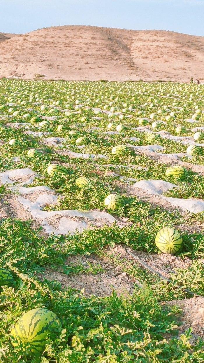 周末开风光580赏万亩硒砂瓜田好风景
