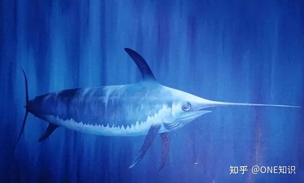 旗鱼的成长：从小如指甲盖到海中巨物的奇变！ - 知乎
