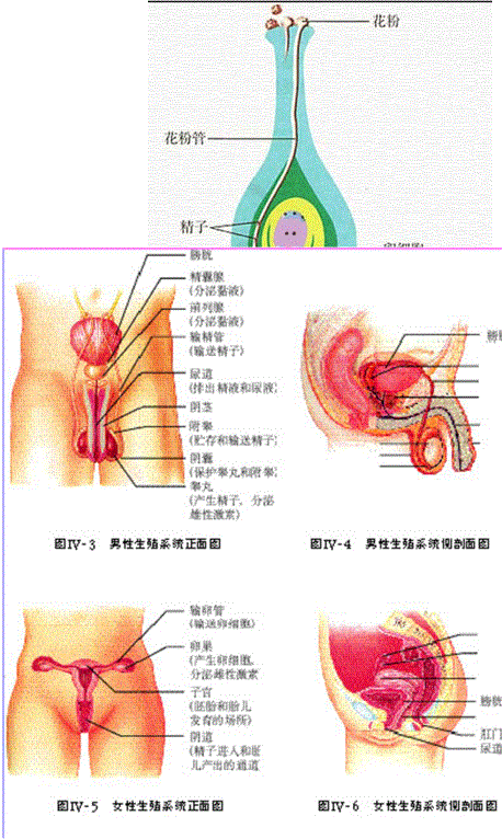 精选初中生物总复习资料超全 知乎