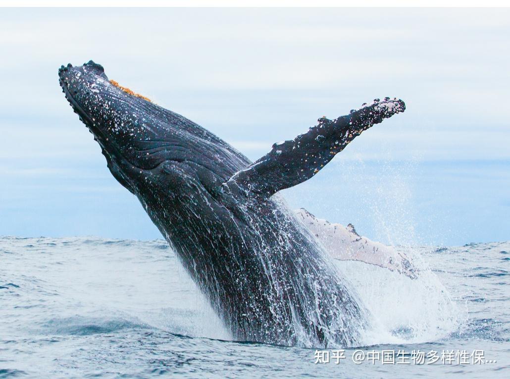 海湿讯|“最强大脑”入海！AI绘制鲸鱼“导航图”，船只请绕行- 知乎