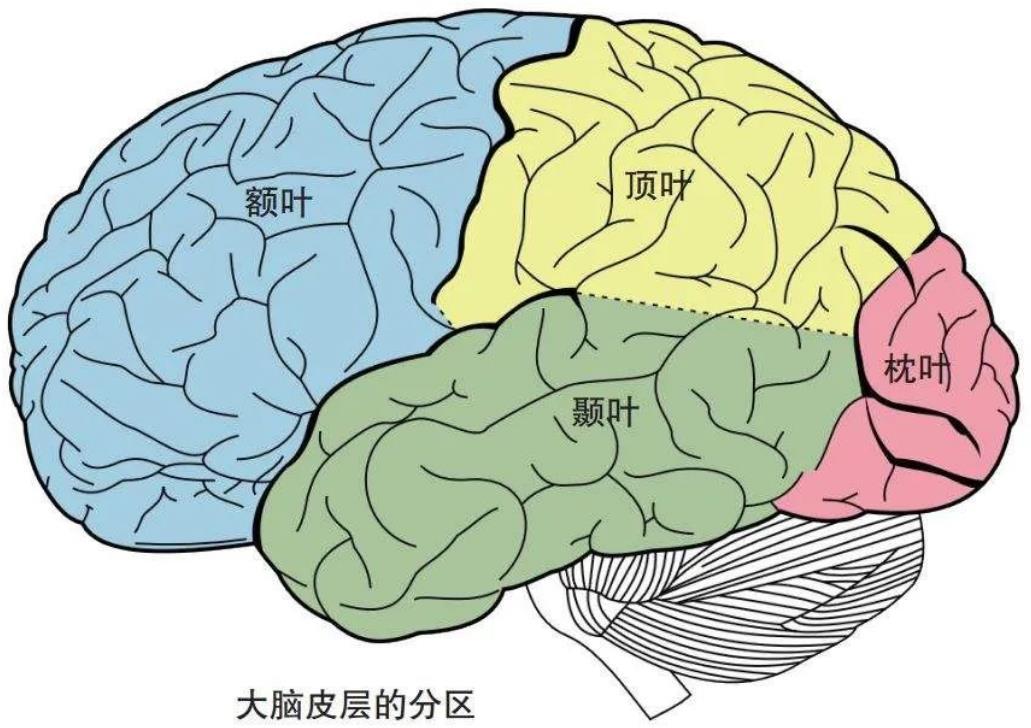 神经科学中“祖母细胞”的故事 - 知乎