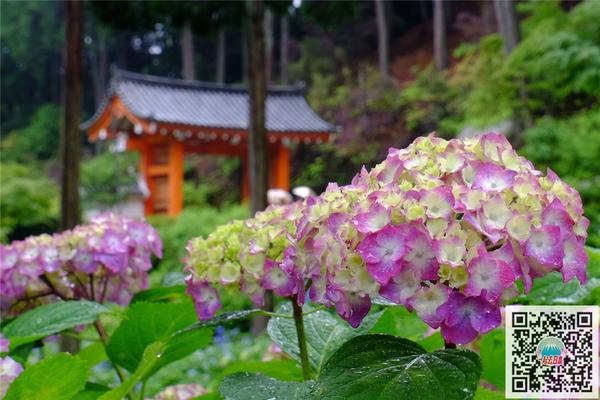 雨季的清新色彩 日本10大最美紫阳花名所 知乎