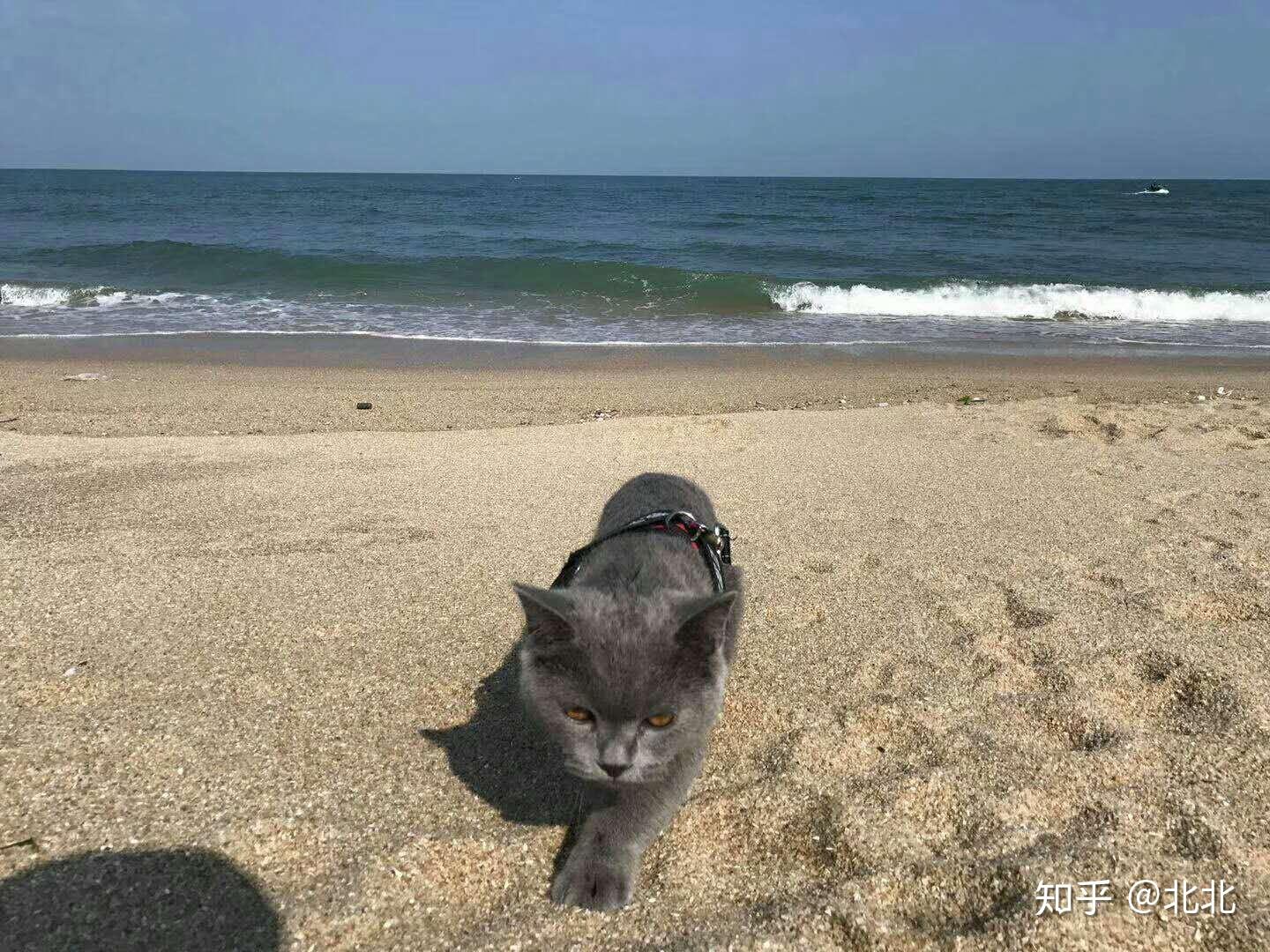 蓝猫帖屁嗝的精彩人生