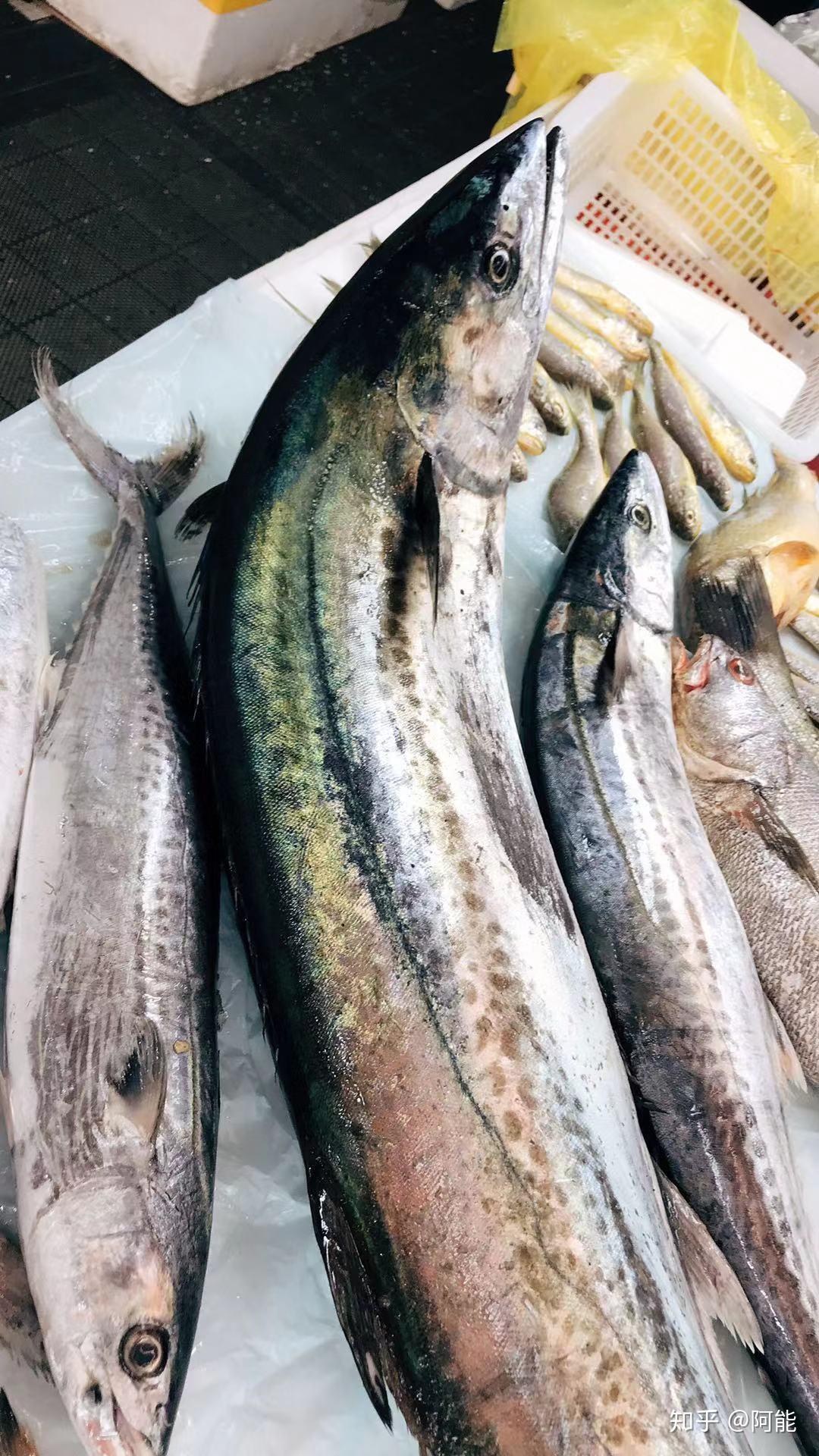 比较白鱼背颜色较暗淡没有光泽此类鱼在菜市场最常见外洋马鲛鱼spring