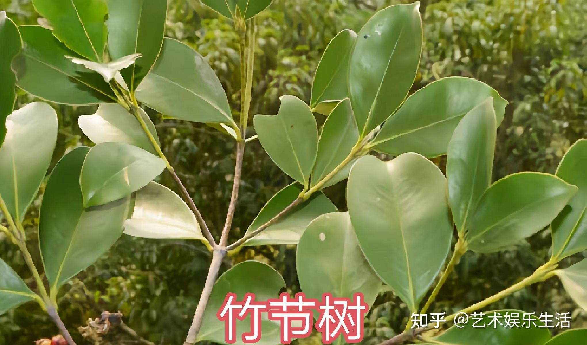 红树科植物有哪些 - 知乎