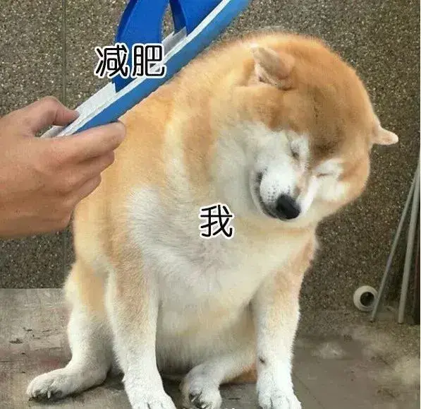 夏天快过完了狗子都瘦下来了你呢那些年减肥成功的狗狗