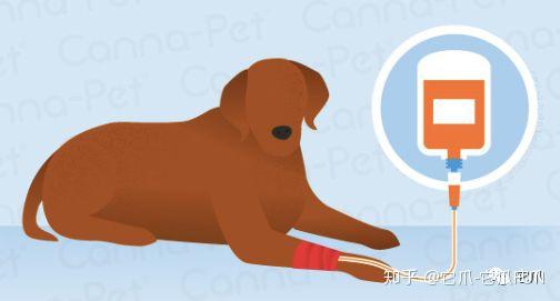 它爪 狗狗癌症系列 淋巴瘤 淋巴癌 知乎