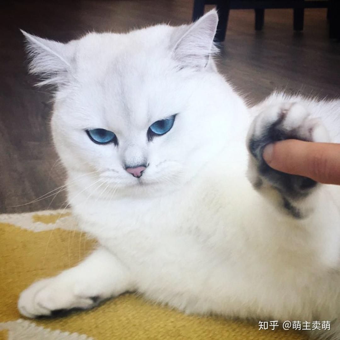 猫咪丹凤眼图片