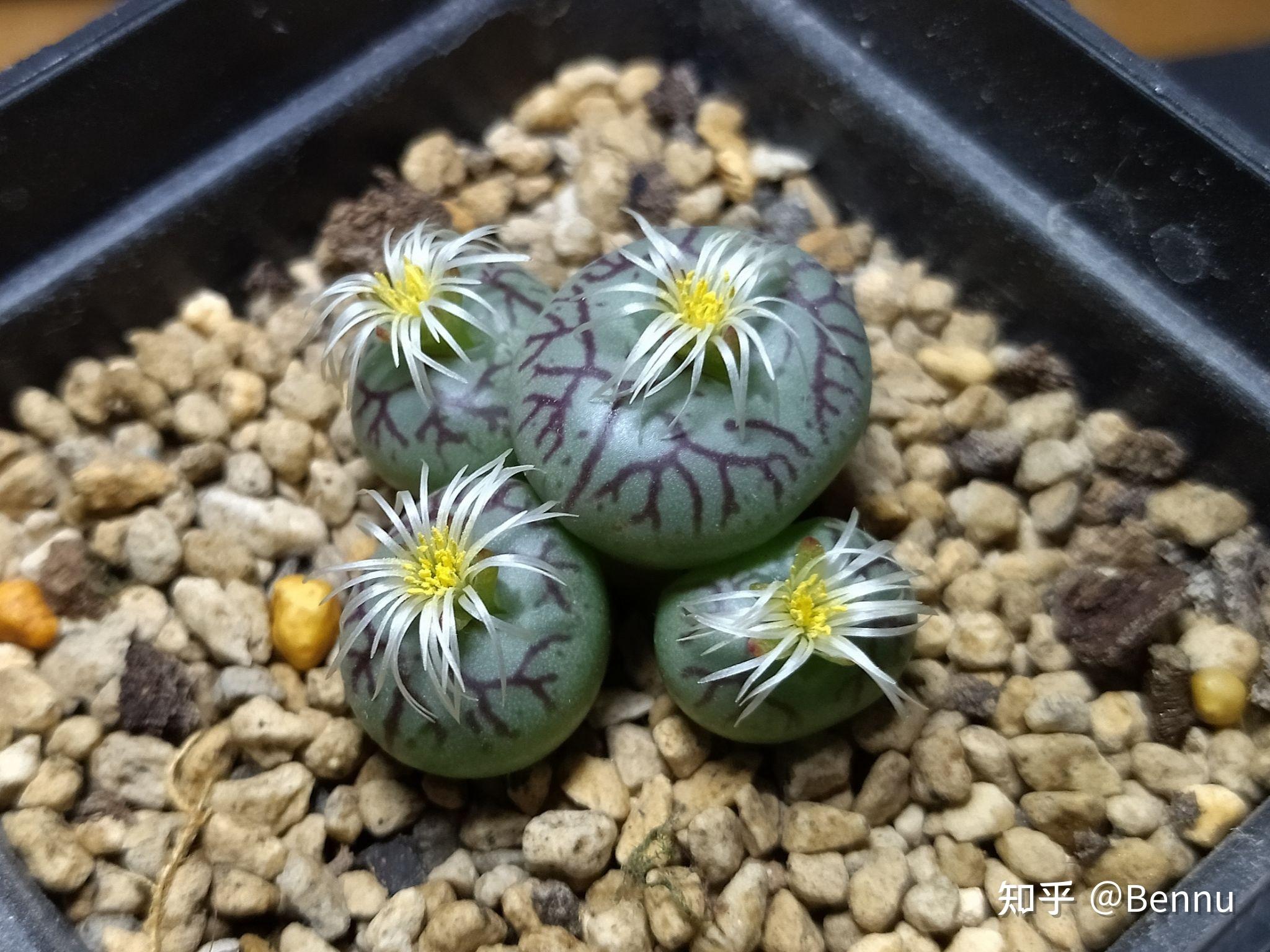 植物番杏科肉锥属清姬conophytumminimum