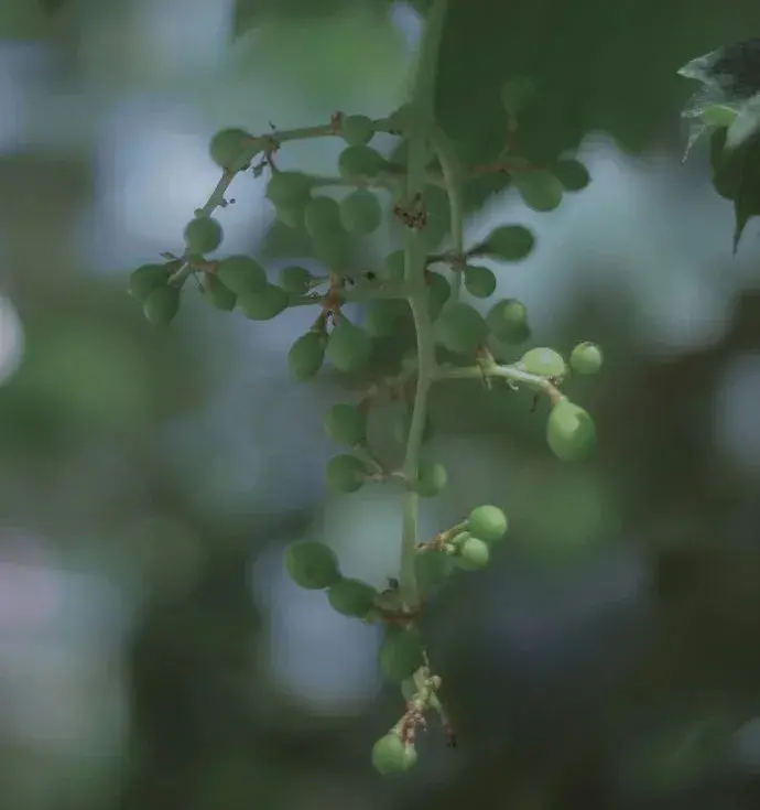 诗词丨一念薰风起,一念夏思长 - 知乎