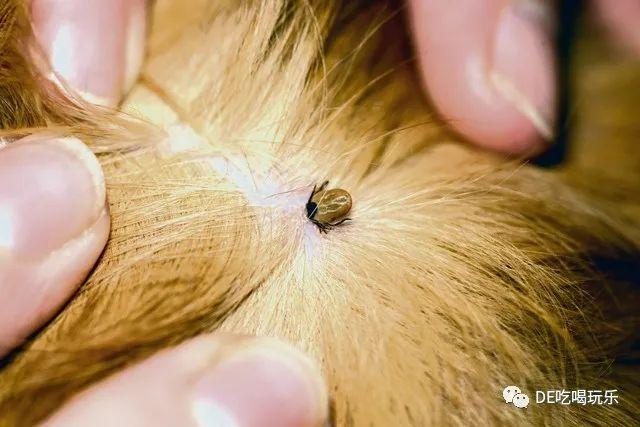 南德小伙伴注意了蜱虫季来临如何远离这种吸血虫