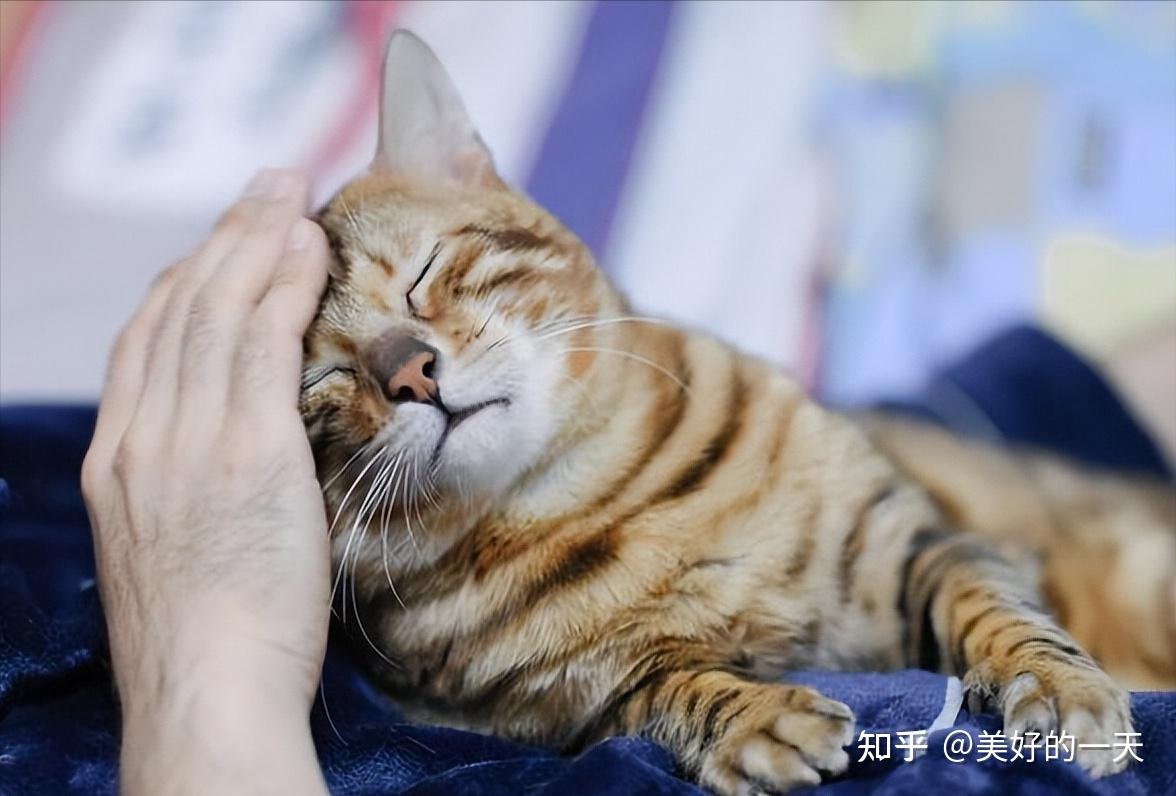 震惊，猫咪居然怕黄瓜，背后真相你知道吗- 知乎